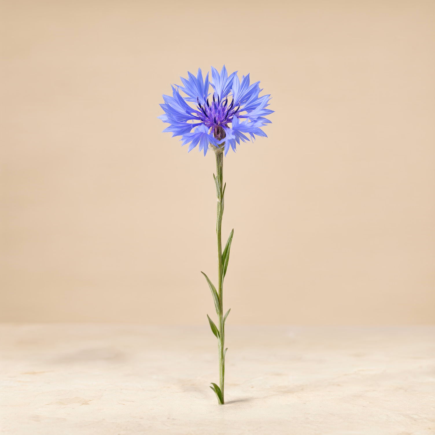 Fiordaliso