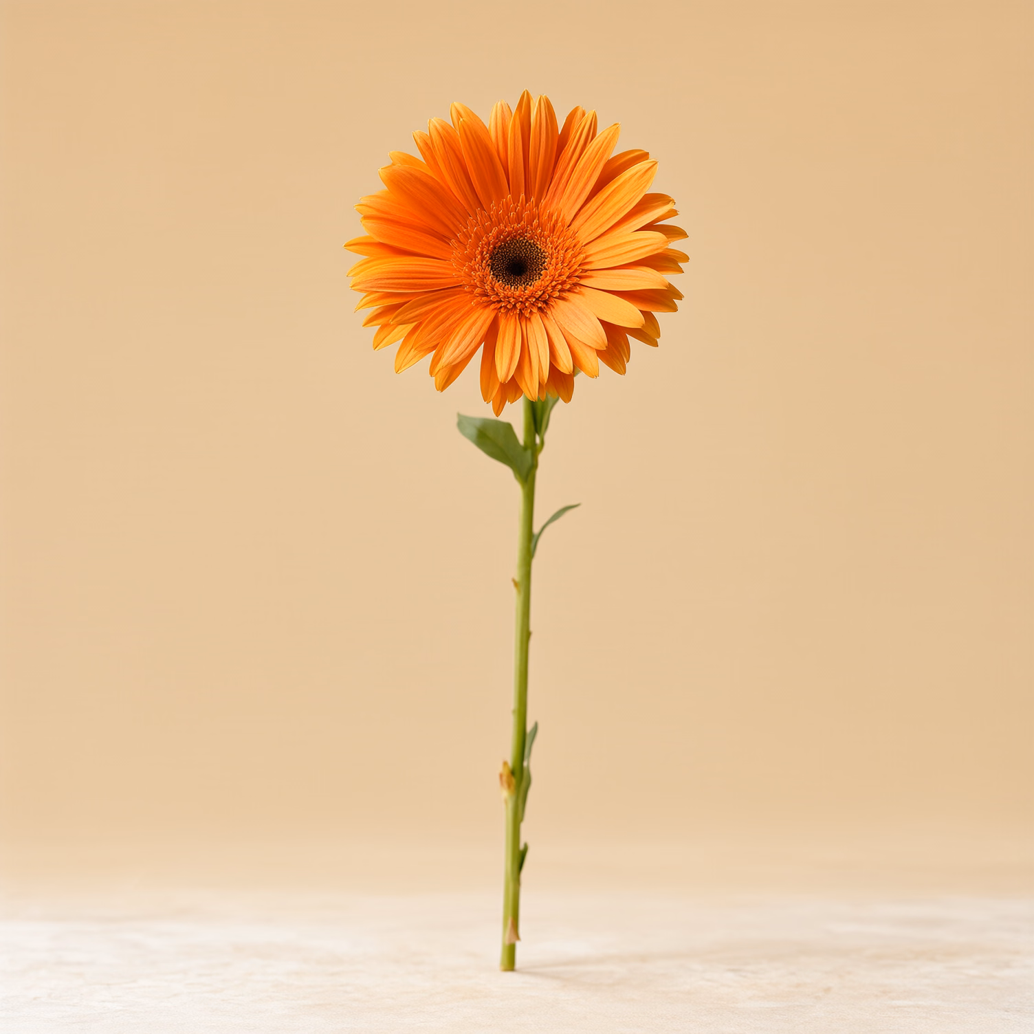 Gerbera arancione