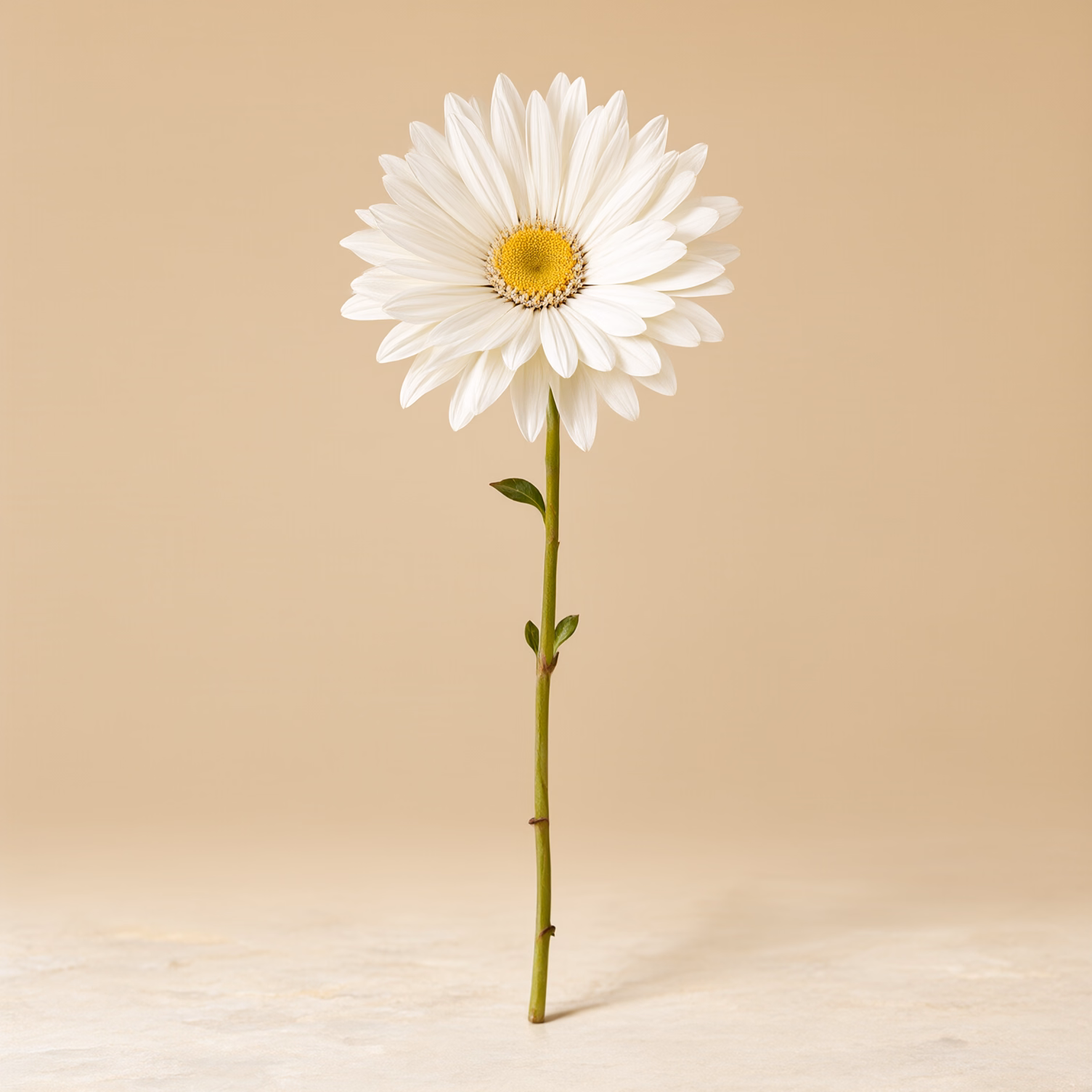 Gerbera bianca