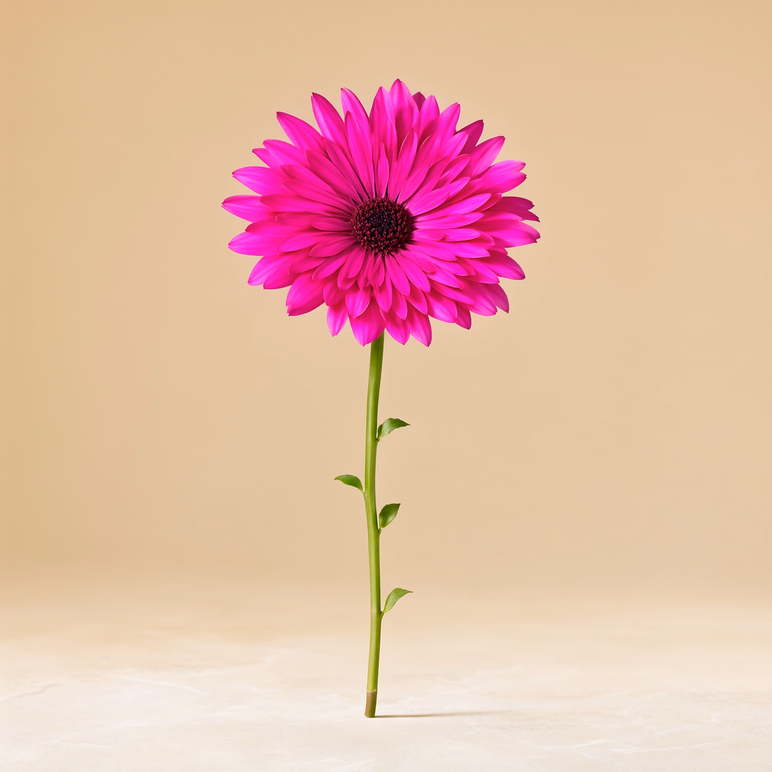 Gerbera fucsia