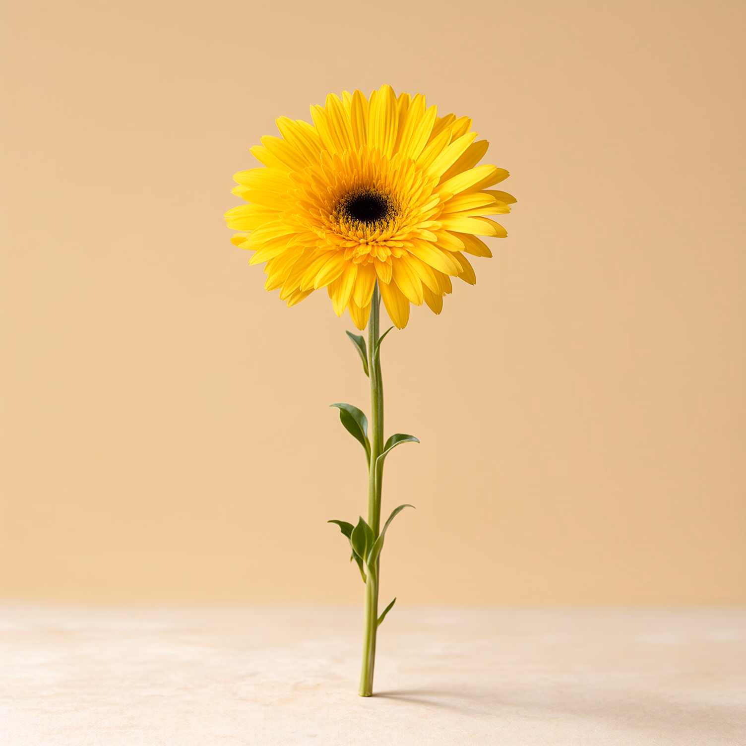 Gerbera gialla