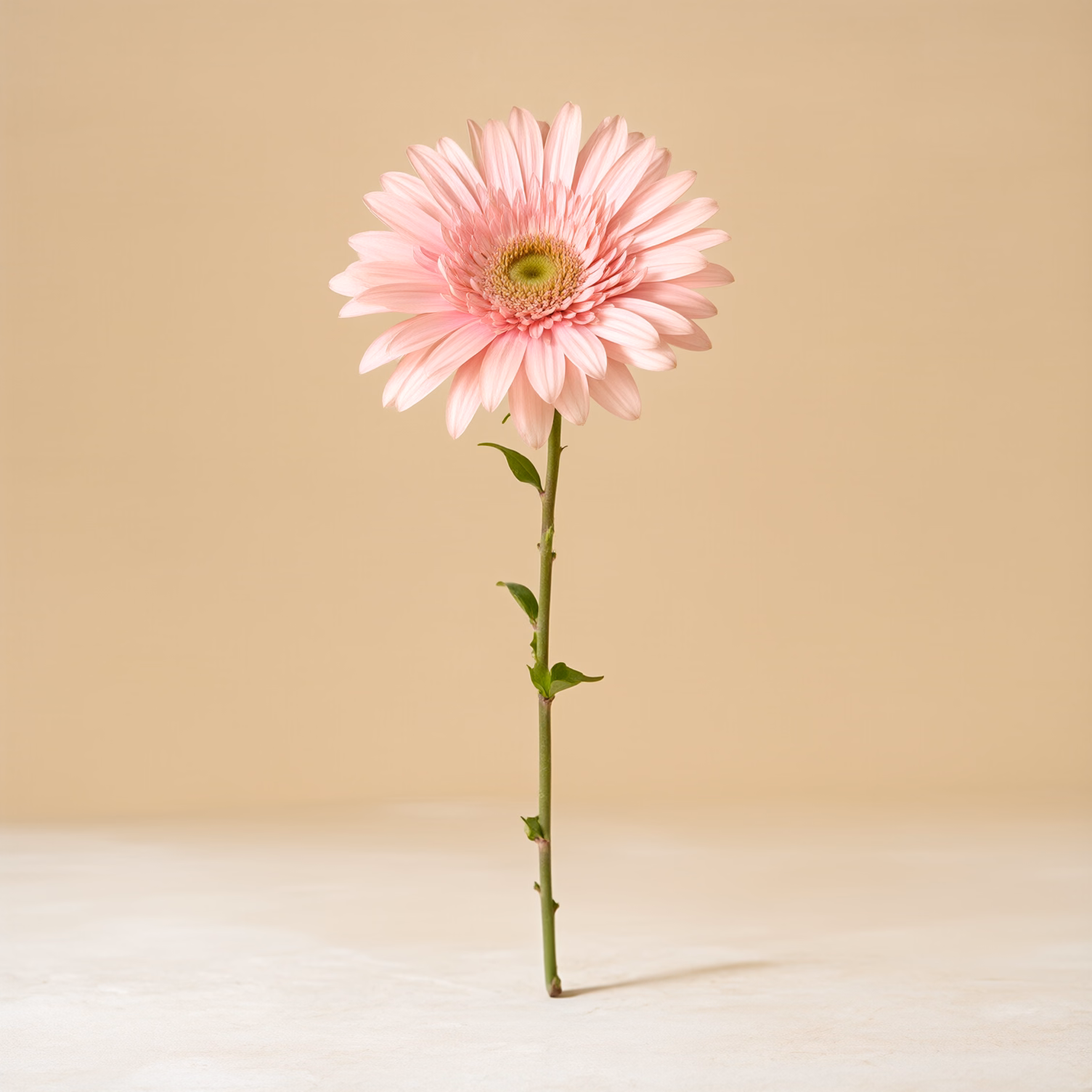 Gerbera rosa