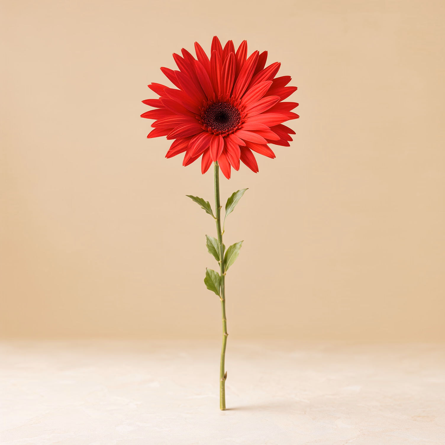 Gerbera rossa