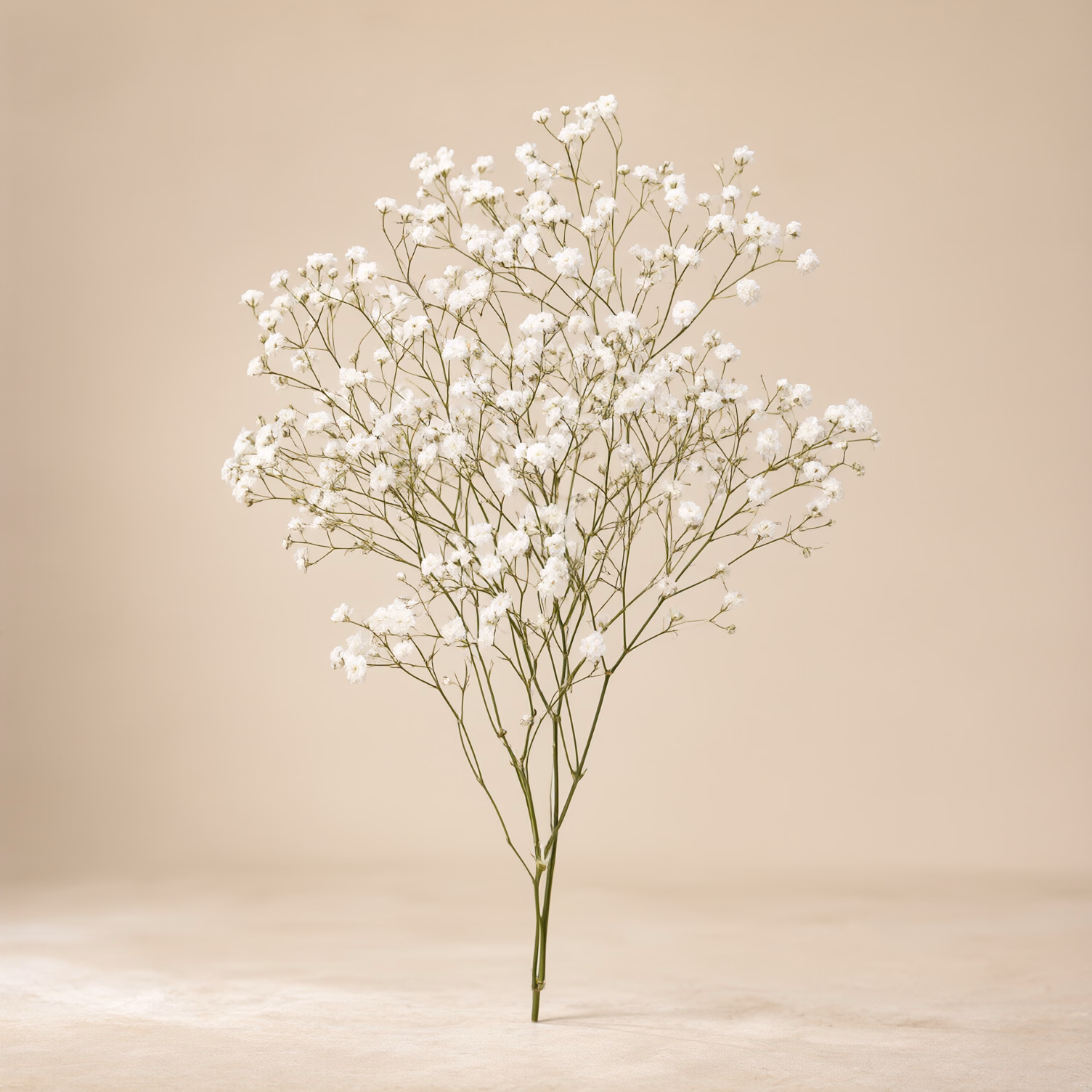 Gypsophila