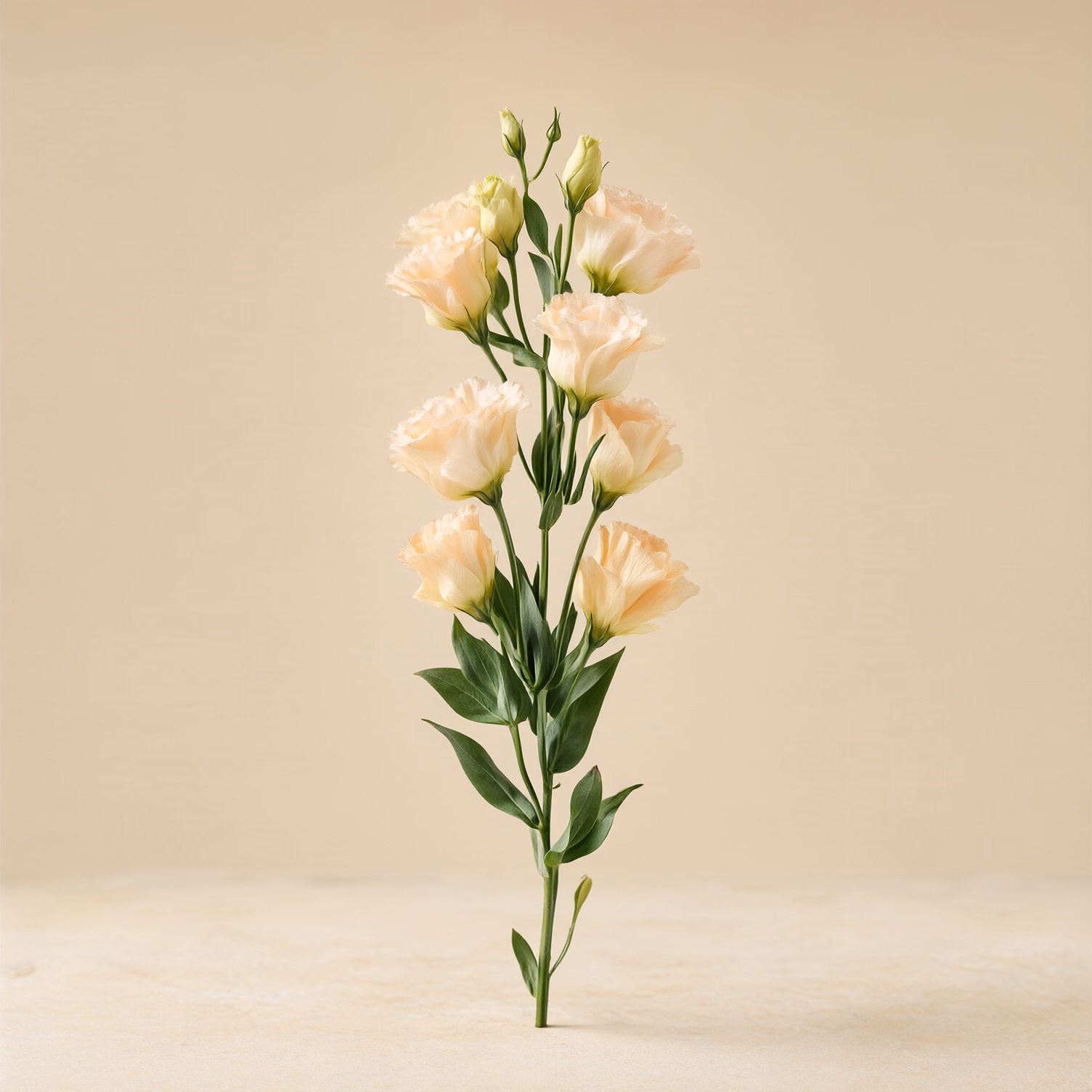 Lisianthus