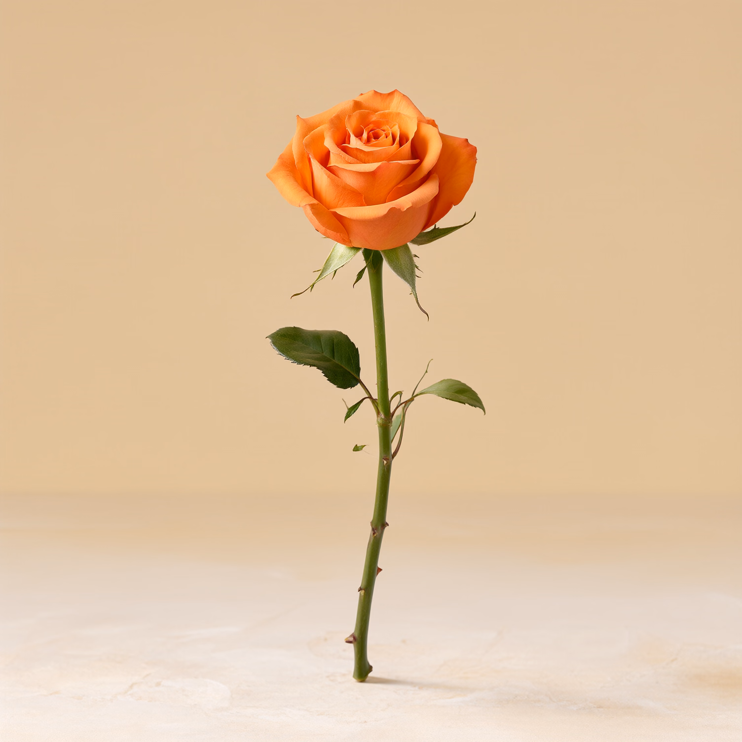 Rosa arancione