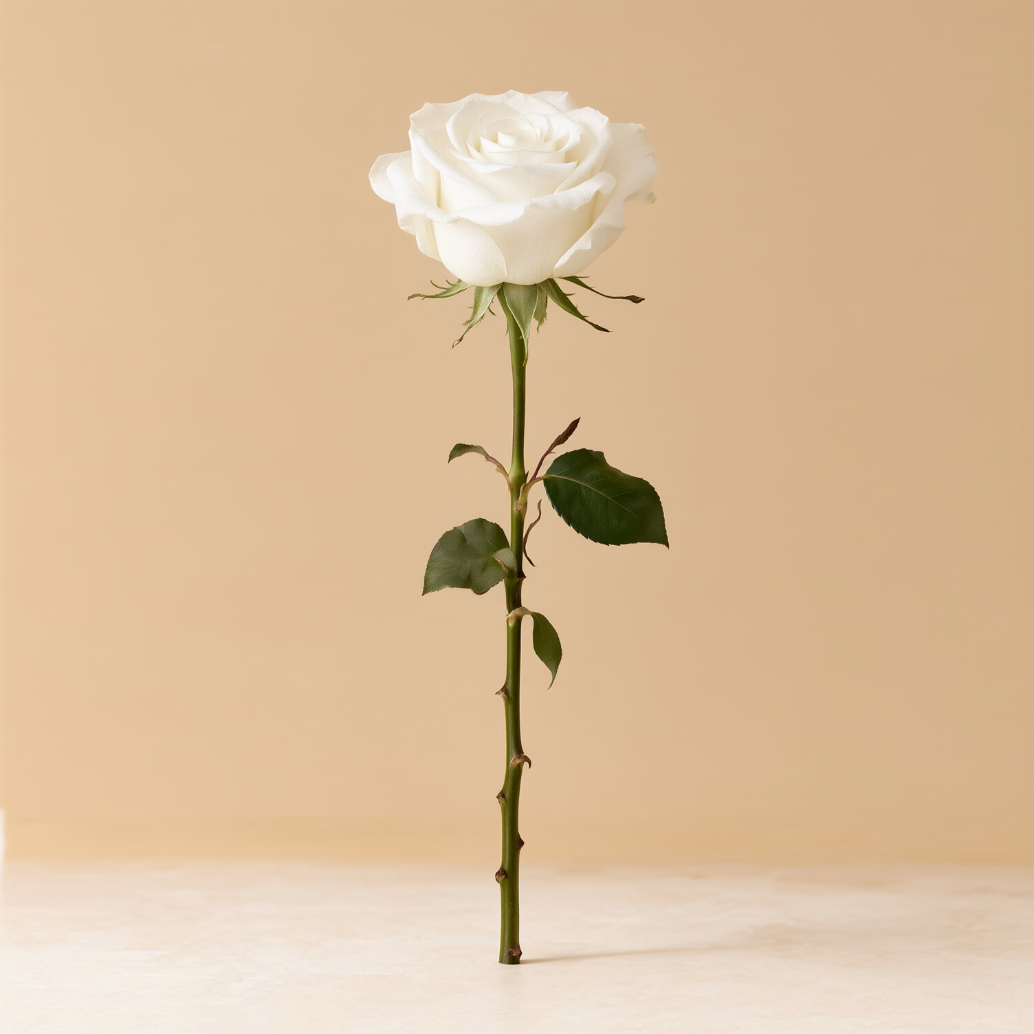 Rosa bianca