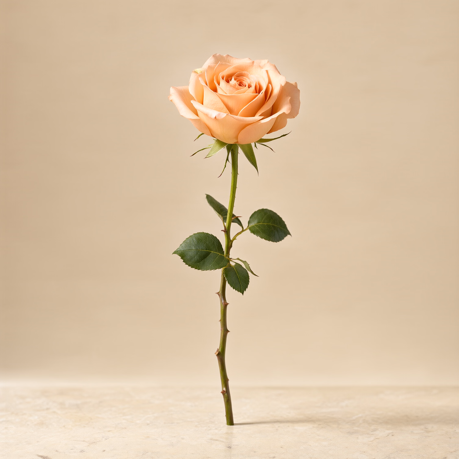Rosa pesca