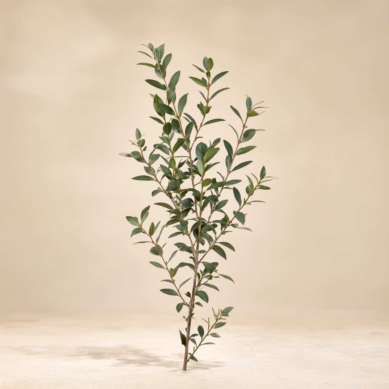 Ruscus