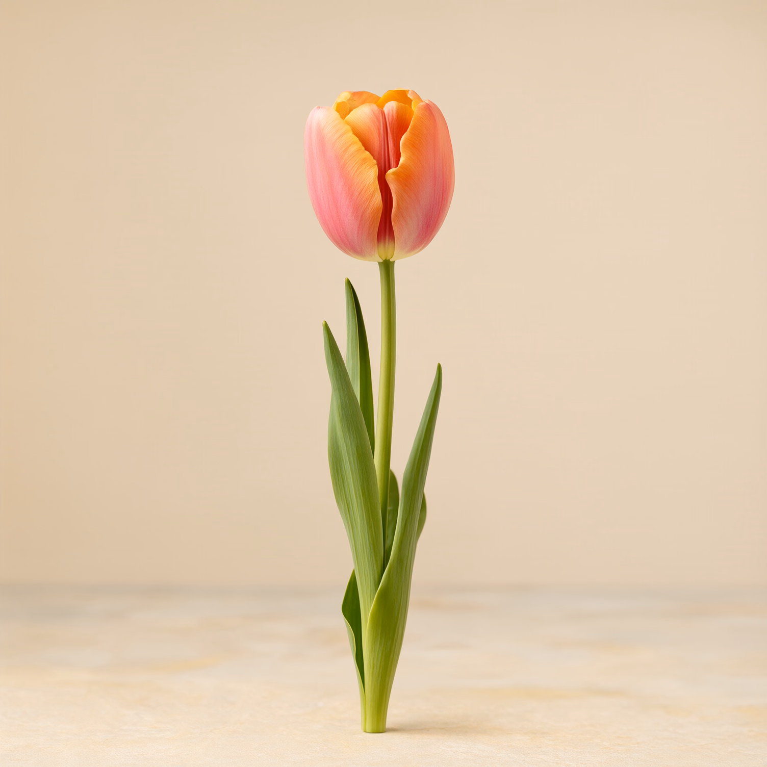 Tulipano