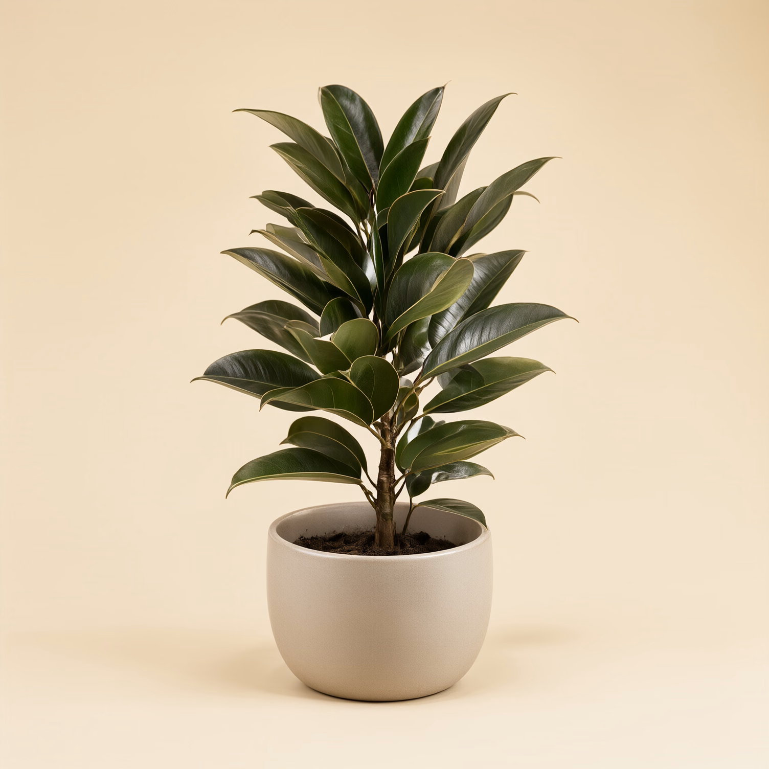 Piante